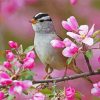 Sparrow Bird And Pink Flowers paint by number