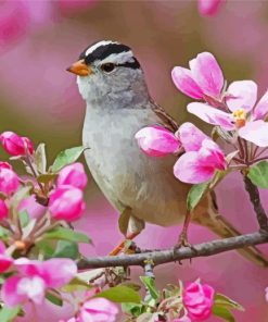 Sparrow Bird And Pink Flowers paint by number