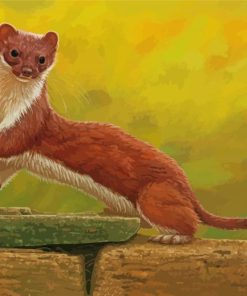 Stoat Weasel paint by number