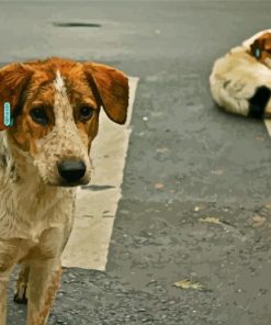 Street Dogs paint by numbers