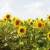 Sunflower Field paint by number