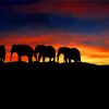 Sunset Elephants paint by numbers