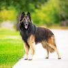 Tervuren Belgian ShepherdTervuren Belgian Shepherd paint by number