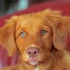 Toller Puppy paint by number