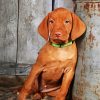 Vizsla Dog paint by number