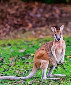 Wallaby Animal paint by number