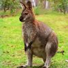 Wallaby paint by number