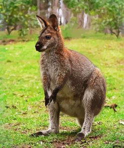 Wallaby paint by number