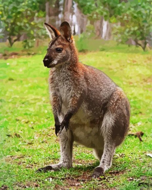 Wallaby paint by number