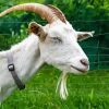 White Capra Goat paint by number