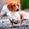 White Doxie Daschsund paint by numbers