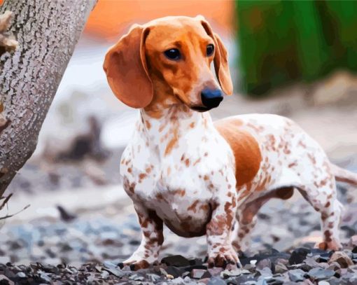 White Doxie Daschsund paint by numbers