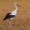 White Stork Bird paint by numbers