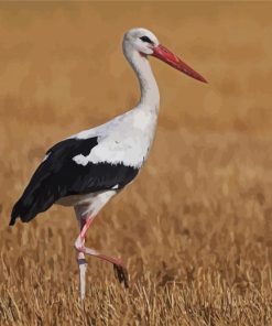 White Stork Bird paint by numbers