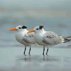 White Terns paint by number