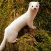 White Weasel paint by number