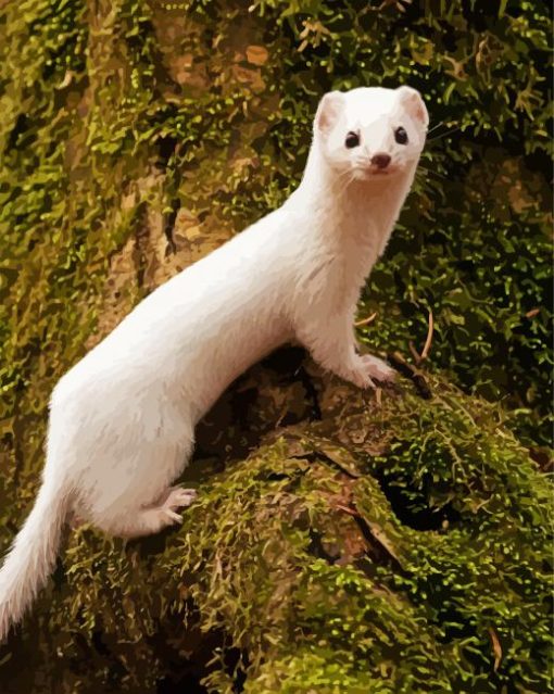 White Weasel paint by number