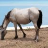 White Brumby Horse Animal paint by number