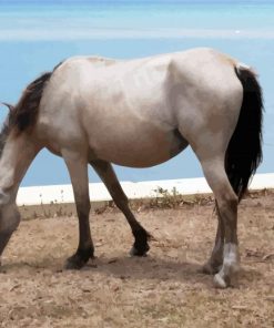 White Brumby Horse Animal paint by number