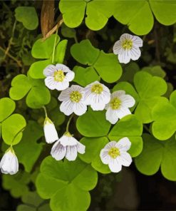 White Oxalis paint by number