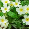 White Primroses paint by number