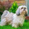 White Shih Tzu paint by number