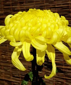 Yellow Chrysanthemum paint by number