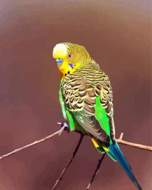 Yellow Head Budgerigar paint by numbers