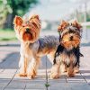 Yorkie And Yorkshire Terrier paint by number