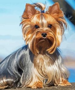 Yorkie Puppy paint by numbers