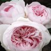 Baby Pink Floribundas paint by numbers