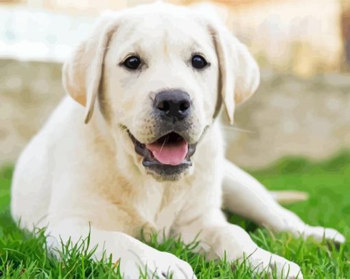 Beautiful Lab Dogs paint by number