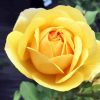 Beautiful Yellow Floribunda paint by number