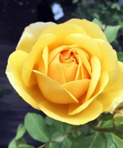 Beautiful Yellow Floribunda paint by number