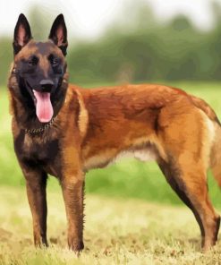 Belgian Shepherd Dog paint by number