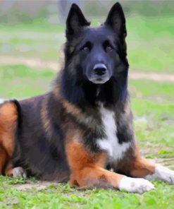 Belgian Shepherd paint by number