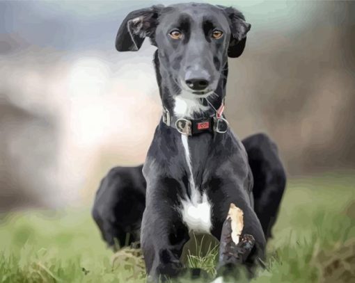 Black Lurcher Dog paint by number