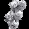 Black And White Gladiola paint by numbers