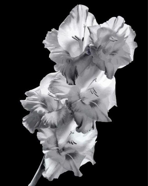 Black And White Gladiola paint by numbers