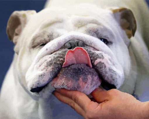 Close Up English Bulldog paint by number