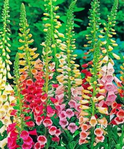 Colorful Foxglove Plants paint by number