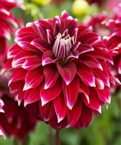 Dahlia Red Rock paint by numbers