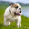 English Bulldog Dog paint by number