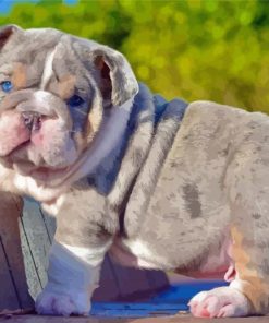 English Bulldog Puppy paint by number