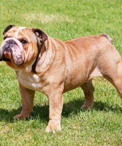 English Bulldog paint by number