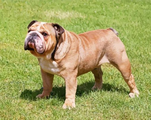 English Bulldog paint by number