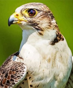 Falcon Bird paint by number