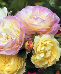 Floribunda Flowers paint by numbers