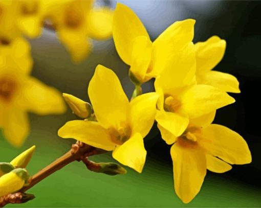 Forsythia Flowering Plant paint by number