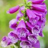 Foxglove Plant paint by number